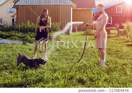 Dog plays with water from garden hose, young Caucasian man waters an American Bully in his backyard during an evening walk, Caucasian woman reacts emotionally to fun. Dog plays with water from garden hose, young Caucasian man waters an American Bully in his backyard during an evening walk, Caucasian woman reacts emotionally to fun. 117064656