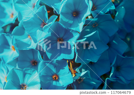 Phlox flowers nature background. Blue toning 117064679