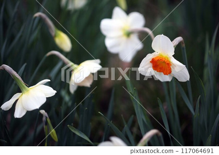 水仙花,白色背景的橘色花 水仙花,白色背景的橘色花 117064691