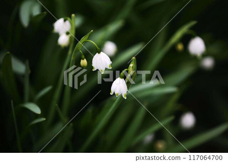 雪花：向下綻放的白色花朵 117064700