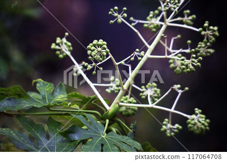 When the young fruits of the Fatsia japonica grow When the young fruits of the Fatsia japonica grow 117064708