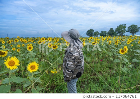 一名身穿扇子夾克的女子在烈日下遊覽向日葵田 一名身穿扇子夾克的女子在烈日下遊覽向日葵田 117064761