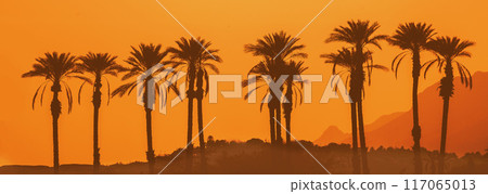 An oasis in the desert. Row of palm trees at sunset. Israel An oasis in the desert. Row of palm trees at sunset. Israel 117065013