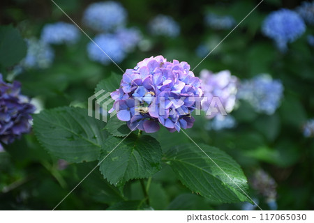 Blue hydrangea 117065030