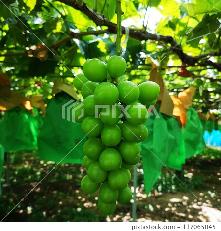 Grapes Grape trellis Grapes Grape trellis 117065045