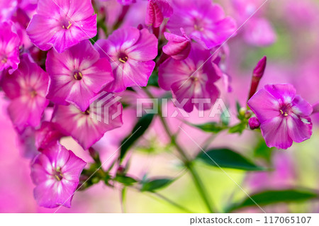 Pink flowering Phlox flower nature background Pink flowering Phlox flower nature background 117065107