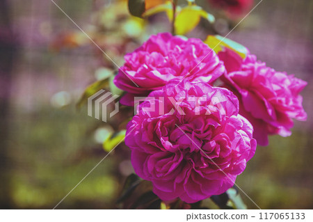 Vintage Rose bush in the garden 117065133