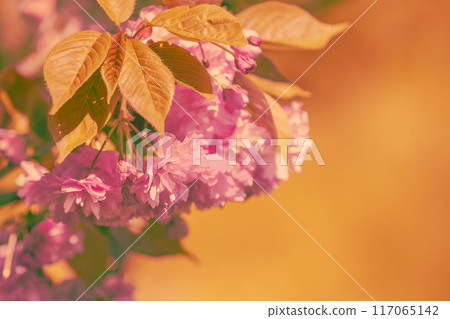 Blossoming orchard. Spring nature background. Branches with flowering cherry flowers 117065142