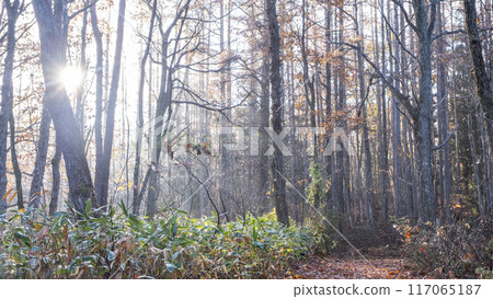 Autumn colors in the forest - A walk through fallen leaves Autumn colors in the forest - A walk through fallen leaves 117065187