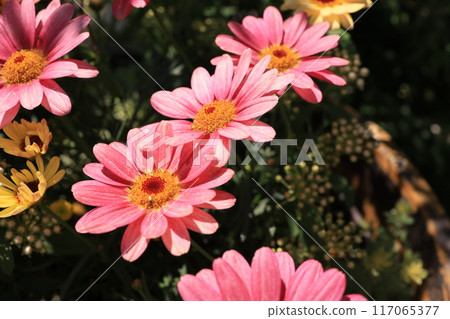 粉紅色的瑪格麗特 117065377