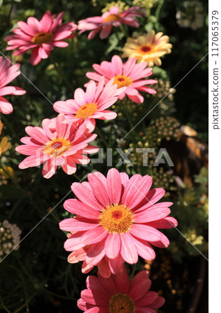 粉紅色的瑪格麗特 117065379