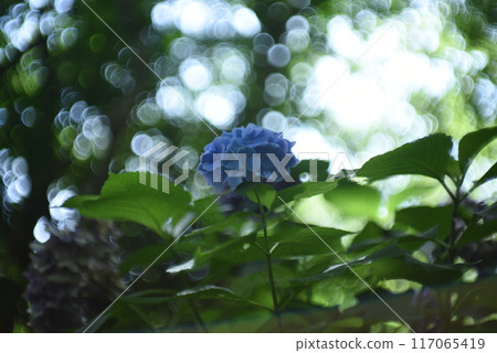 陽光透過樹林過濾的藍色繡球花 陽光透過樹林過濾的藍色繡球花 117065419