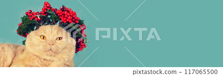 Portrait of a cat crowned with Christmas wreath with red decorations on the head. The cat is on a blue-green background. Horizontal banner Portrait of a cat crowned with Christmas wreath with red decorations on the head. The cat is on a blue-green background. Horizontal banner 117065500