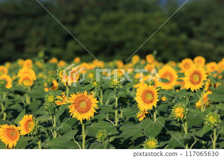 Sunflower field of Hokuriku-shi Akeno 117065630