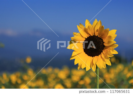 Sunflower fields in Akeno, Hokuto City and the Southern Alps Sunflower fields in Akeno, Hokuto City and the Southern Alps 117065631