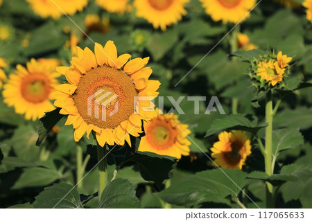 Sunflower field of Hokuriku-shi Akeno 117065633