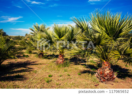 Palm grove in autumn. Tropical nature landscape Palm grove in autumn. Tropical nature landscape 117065652