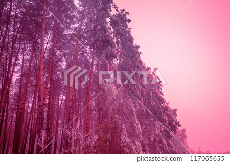 Snowy forest. Pine trees in winter Snowy forest. Pine trees in winter 117065655
