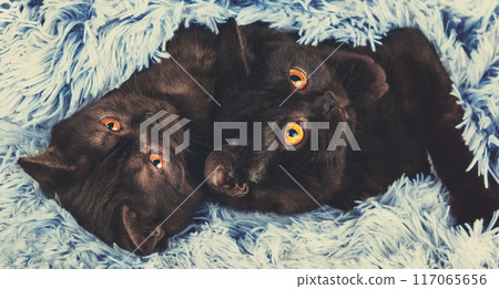 Two brown kitten lying together on a fluffy blanket Two brown kitten lying together on a fluffy blanket 117065656