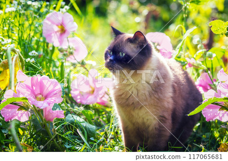 Portrait of cute cat in the garden with mallow flowers Portrait of cute cat in the garden with mallow flowers 117065681