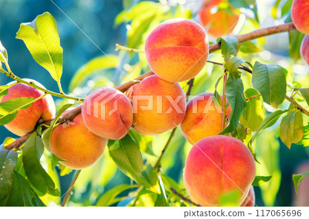 Peach on a branch in an orchard. Harvest of ripe peaches Peach on a branch in an orchard. Harvest of ripe peaches 117065696