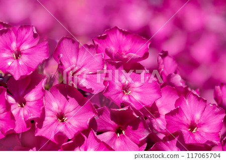 Nature background of pink blooming phlox flower 117065704
