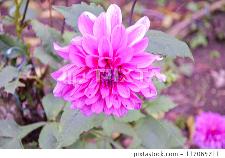 A Dahlia flower and buds in a garden 117065711