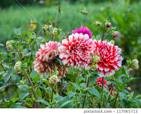 A Dahlia flower and buds in a garden 117065713