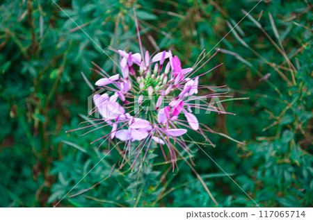Spider flowers (Cleome hassleriana) in a garden Spider flowers (Cleome hassleriana) in a garden 117065714