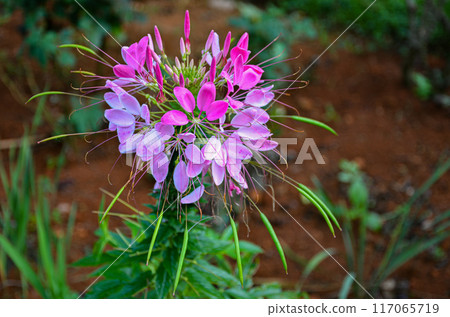 Spider flowers (Cleome hassleriana) in a garden Spider flowers (Cleome hassleriana) in a garden 117065719