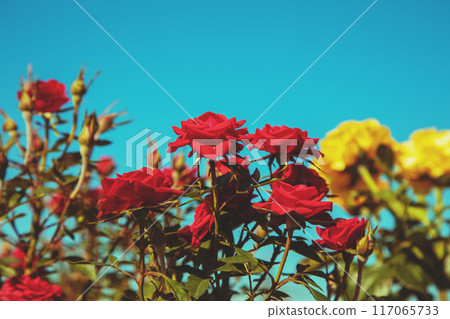 Rose bush in the garden against blue sky 117065733
