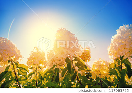 White Hidrangea bush in a garden against blue sky with sun 117065735