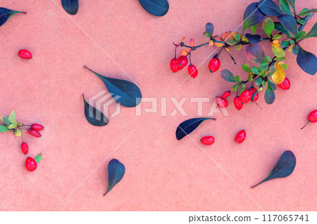 Leaves, branches and berries of Rocket Barberry Shrub on a pink background 117065741