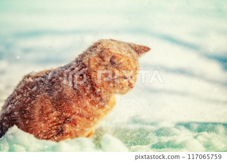 Red kitten sitting on the snow in snowfall Red kitten sitting on the snow in snowfall 117065759