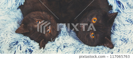 Two brown kittens lie together on their backs on a fluffy blanket 117065763