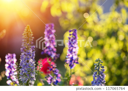 Blossoming wild Lupines flowers. Spring flowers nature background 117065764