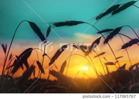 Silhouettes of wheat ears against the sunset gradient sky Silhouettes of wheat ears against the sunset gradient sky 117065767