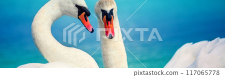 Couple of swans swimming in the lake together Couple of swans swimming in the lake together 117065778