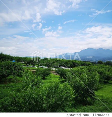 果樹桃真福桃源鄉 117066364