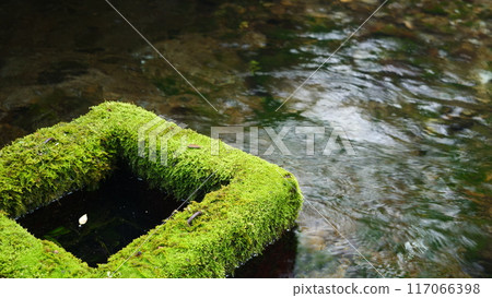 Mossy stones and a mountain stream with clear spring water. 117066398