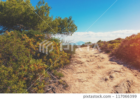 Mountain landscape with rocky dirt road and pine trees 117066399