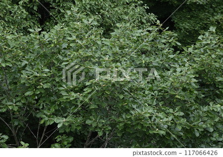 年輕的櫟樹果實 117066426