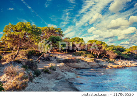 Seascape pine trees on an autumn sunny day. Rocky beach with pines. Wild beach Seascape pine trees on an autumn sunny day. Rocky beach with pines. Wild beach 117066520