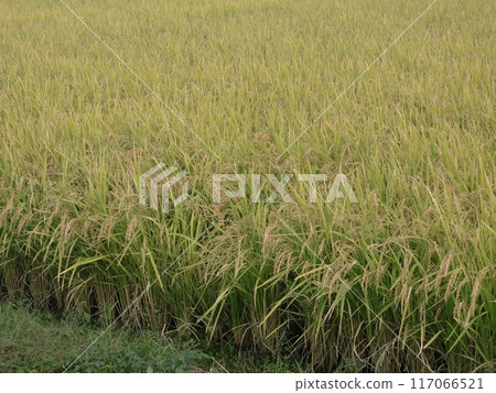 Autumn rice field Autumn rice field 117066521