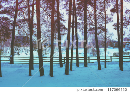 Rural winter snowy landscape. Wooden fence on the edge of a pine forest 117066530