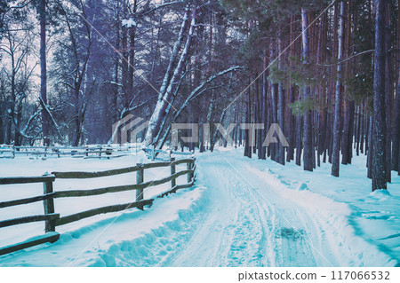 Snowy road with wooden fence in winter pine forest Snowy road with wooden fence in winter pine forest 117066532