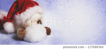Little kitten wearing a santa hat sleeping on a white pom-poms Little kitten wearing a santa hat sleeping on a white pom-poms 117066564