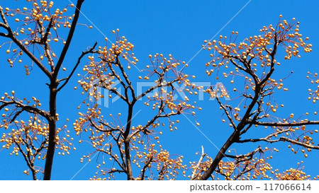 Sandalwood fruit against the blue winter sky 117066614