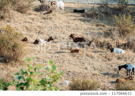 Goat farmer's work 1 117066631