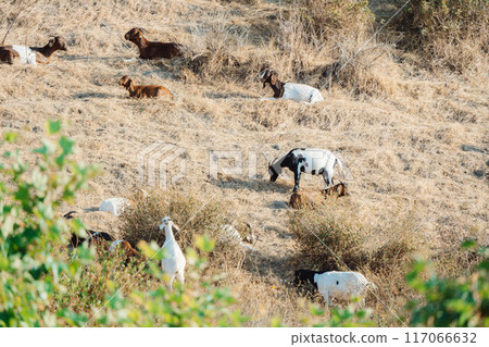 牧羊人的工作2 117066632